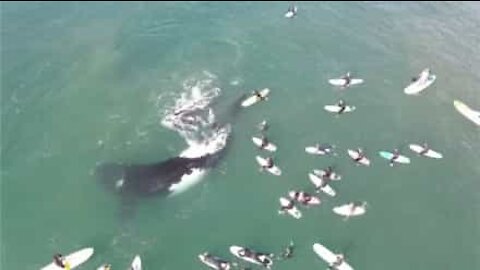 Drone captures massive whale and calf swimming with surfers