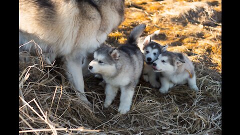 AMAZING DOG BIRTH!!