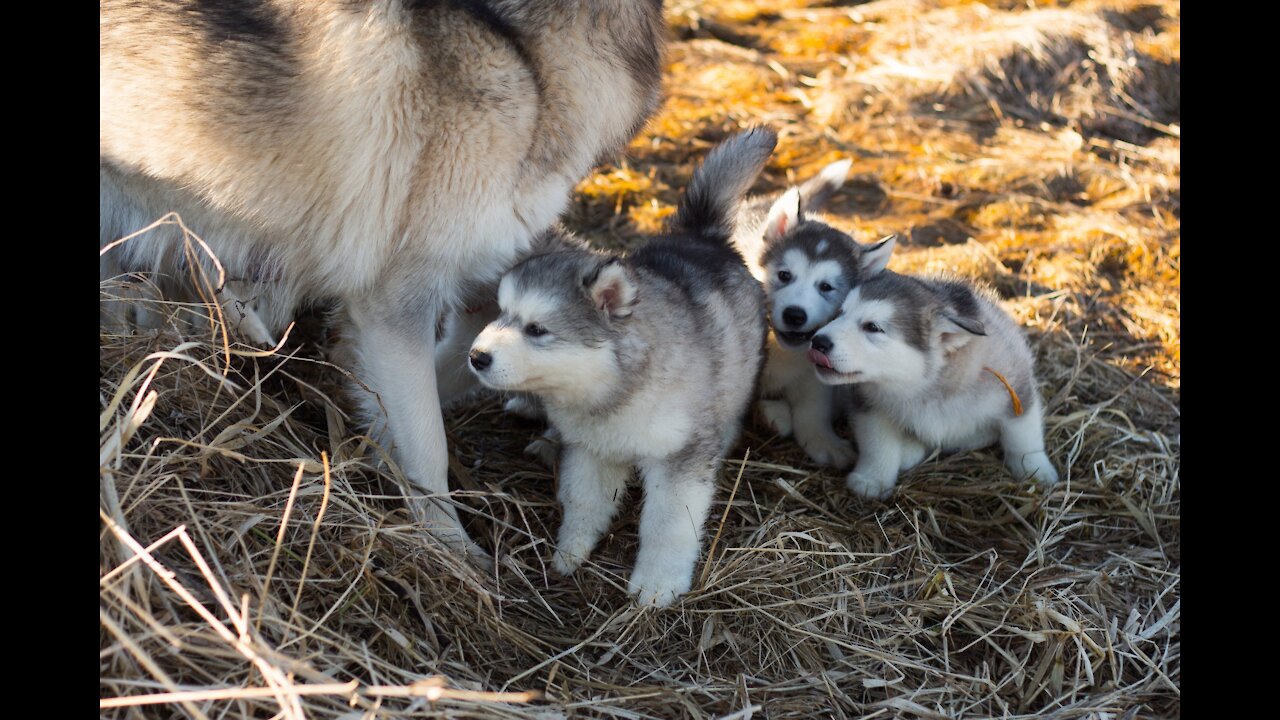 AMAZING DOG BIRTH!!