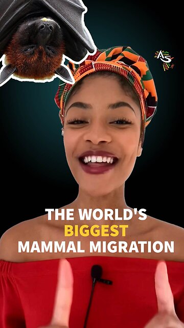 The World's Biggest Mammal Migration