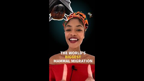 The World's Biggest Mammal Migration