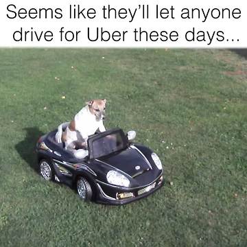 A Dog Rides In A Power Wheels Toy Car