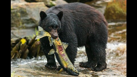 How does a bear catch a salmon