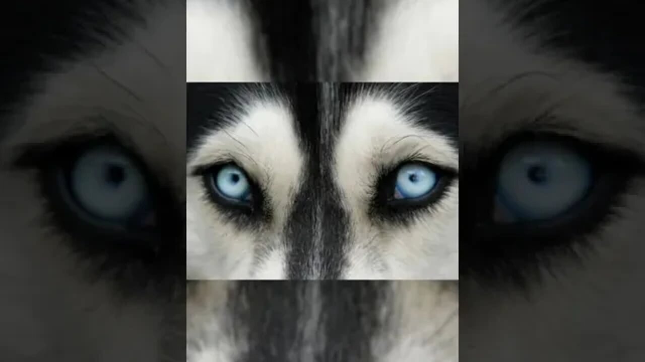 beautiful eyes #animals #shorts
