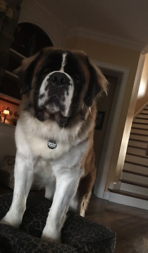 Thor and his vacuum massage!