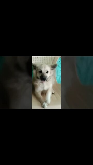 i may be 99% angel #shorts #dogs #puppy #youtubeshorts