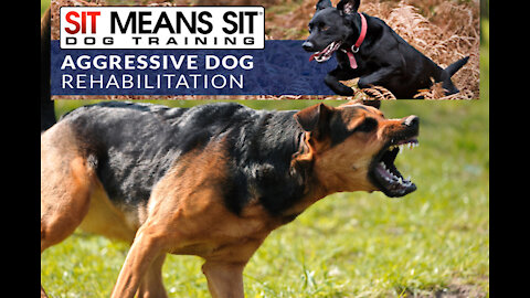How TO Train Your Dog To BE More AGGRESIVE & PROTECTIVE With this Few Tricks