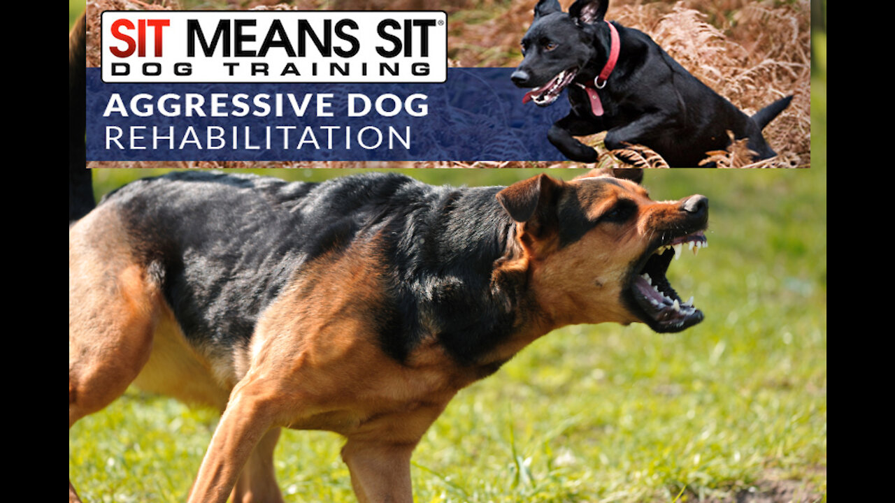 How TO Train Your Dog To BE More AGGRESIVE & PROTECTIVE With this Few Tricks