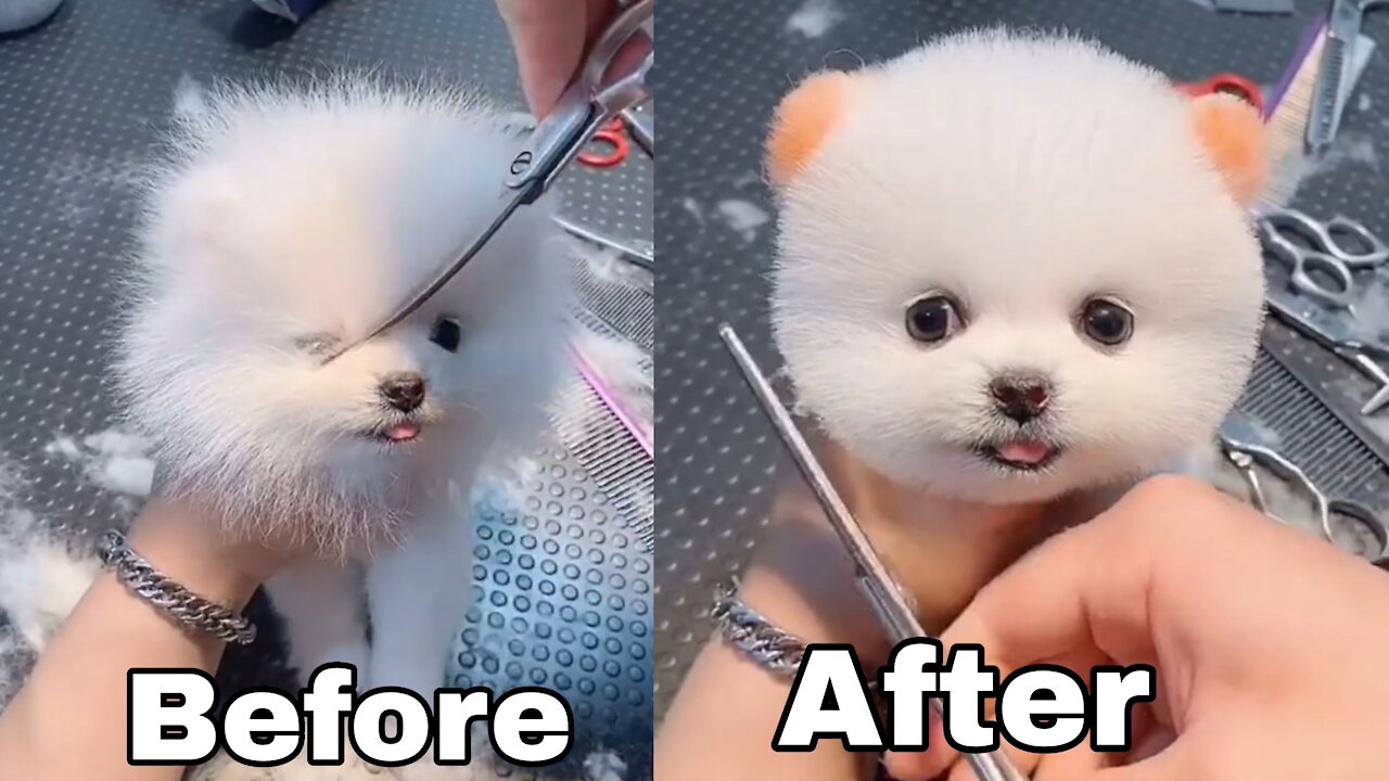 Aww 🥰 Cute little Puppy after cutting Hair 😘😘 " Am i cute?