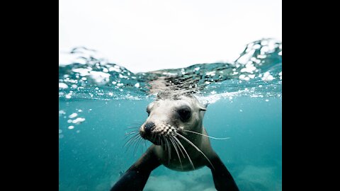 Sea Animal Toys at the Shore