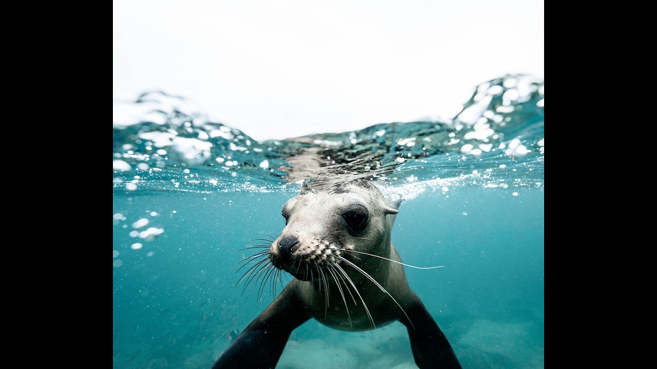 Sea Animal Toys at the Shore