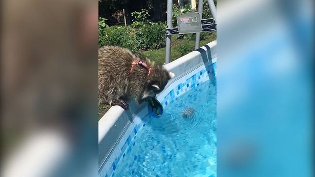 Raccoon Goes Fishing For His Toy