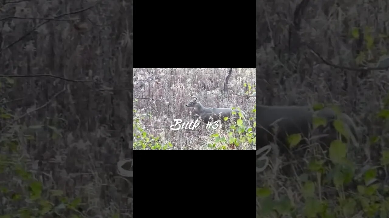 Pass or shoot? Morning rut action. Bucks cruising!!! #shorts