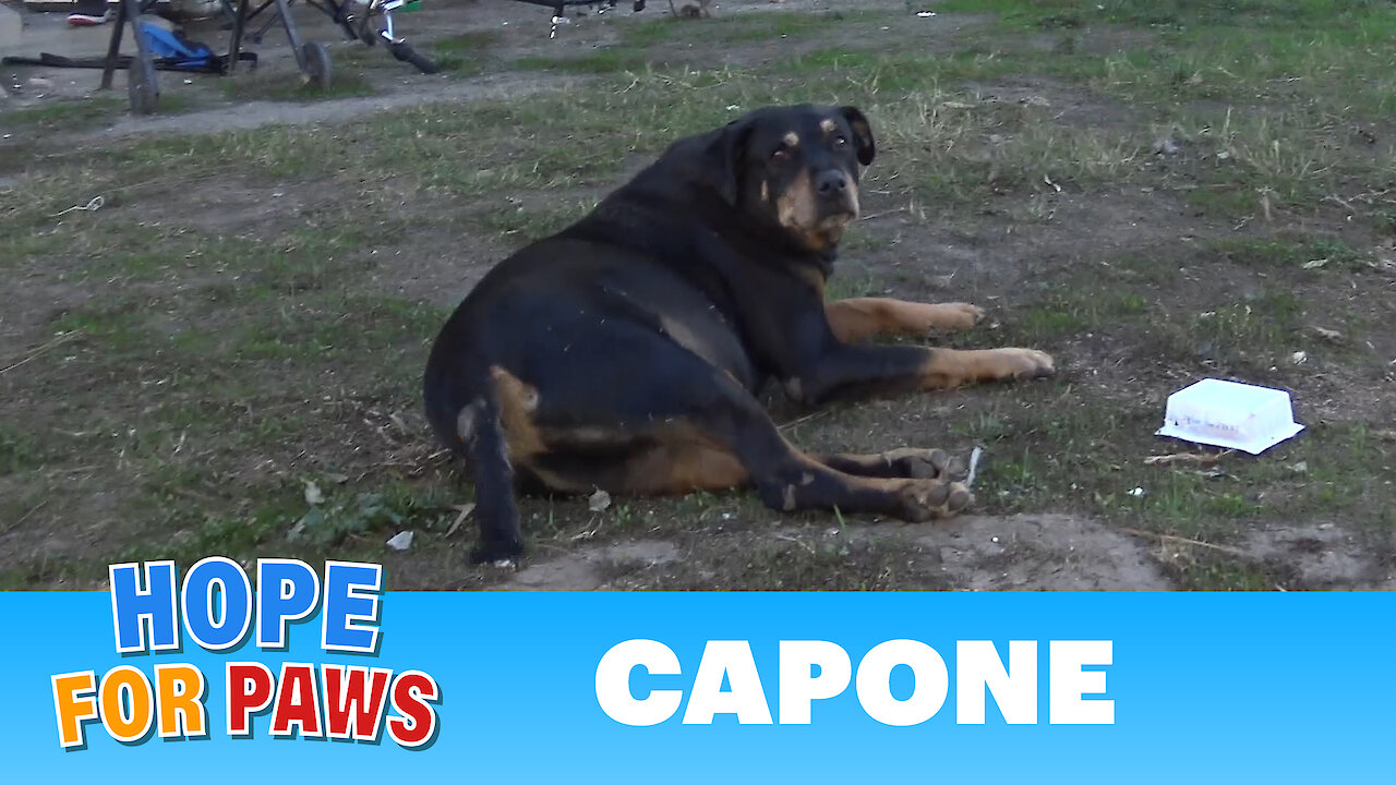 Abandoned dog with a tumor that was about to rupture gets rescued just in time!