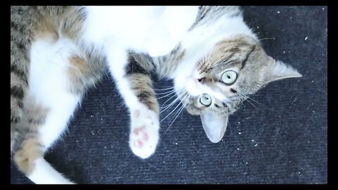 Sweet Red Nosed Cat