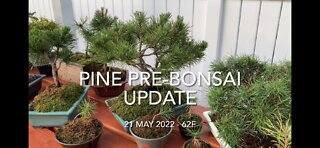 Pine Pre-Bonsai Late Spring Update