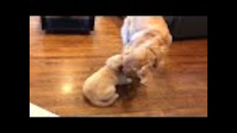 Golden Retriever Has The Best Reaction To Getting A New Puppy