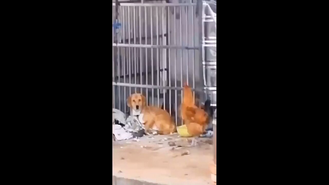 Funny Animals best