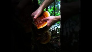 Reishi Mushroom ( Ganoderma tsugae) foraging in Asheville, North Carolina. #shorts