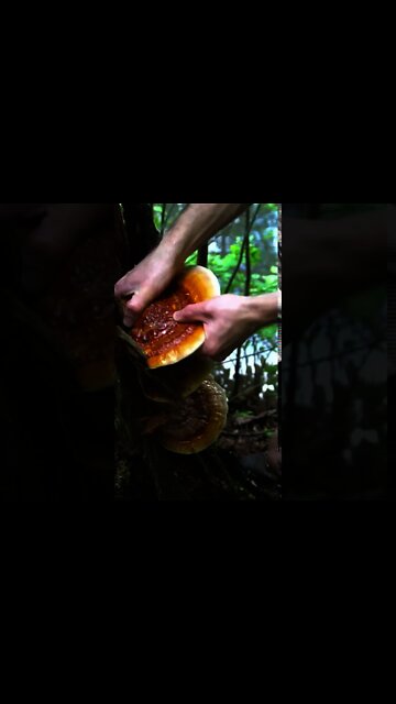 Reishi Mushroom ( Ganoderma tsugae) foraging in Asheville, North Carolina. #shorts