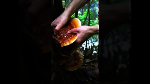 Reishi Mushroom ( Ganoderma tsugae) foraging in Asheville, North Carolina. #shorts