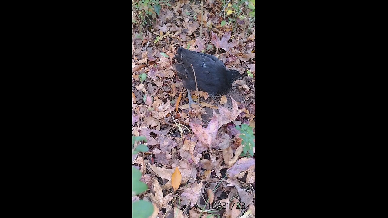 Chicks in the leaves.