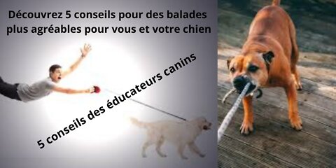 MON CHIEN TIRE EN LAISSE ! COMMENT FAIRE ?