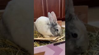 Feeling Silly Today 😜 Rabbito Banana