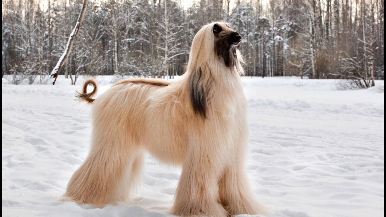 The savage dogs that only rich can afford.(can you afford one?)