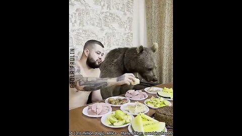 28 Funny Animal Videos