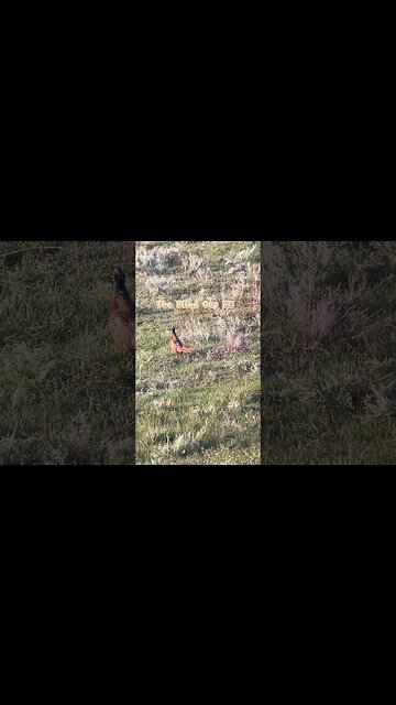 Two weeks till rooster opens! #shorts