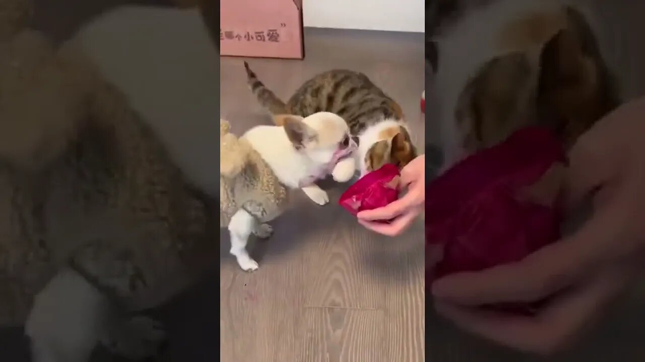 Funny Slapping by Cat to Dog