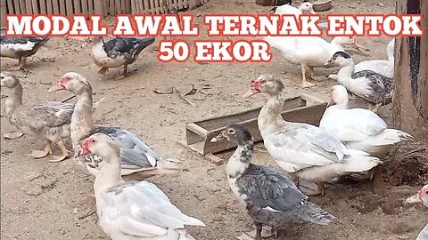 MODAL AWAL TERNAK ENTOK 50 EKOR