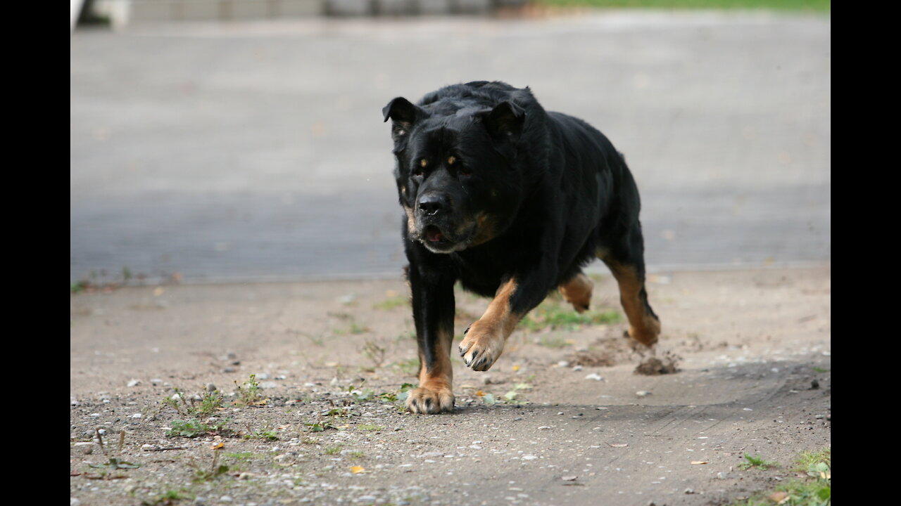 Self Defense Against Dog Attacks