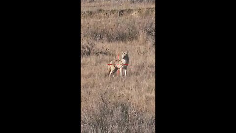 Hunting Coyotes #shorts #dogs #animals #hunter #117