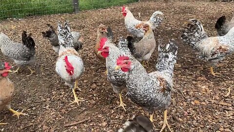 A few of the breeds ill be offering in the spring!
