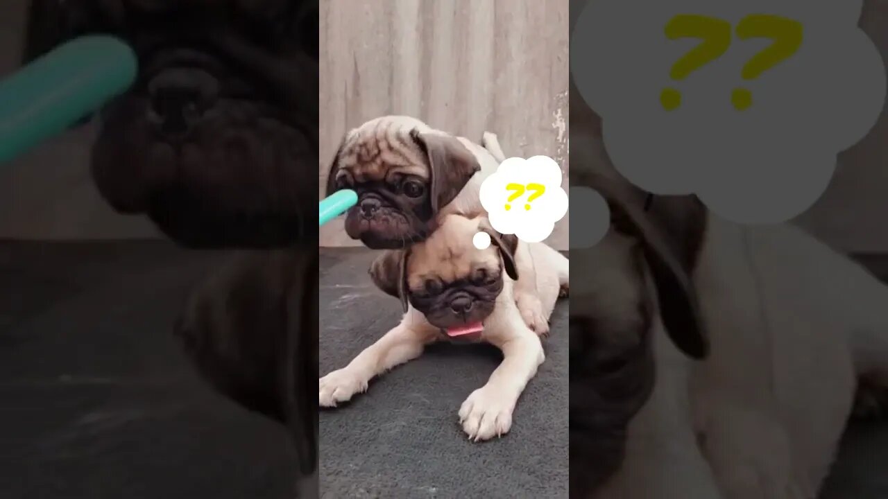 what is this pug puppy UpTo? #shorts