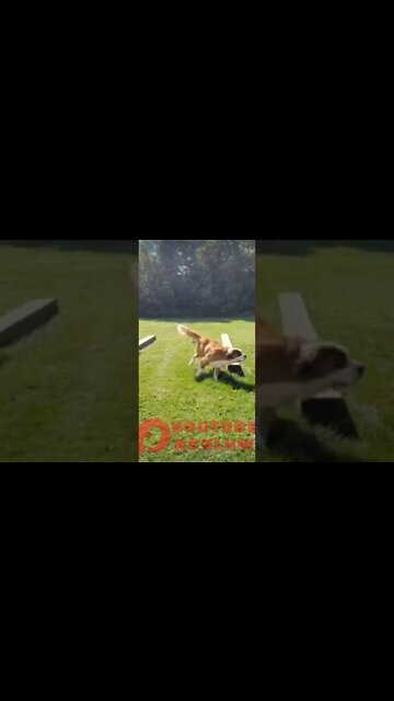 Catch me if you can 😁#yta #funny #shortvideo #shorts #short #shortsvideo #subscribe #shortsfeed