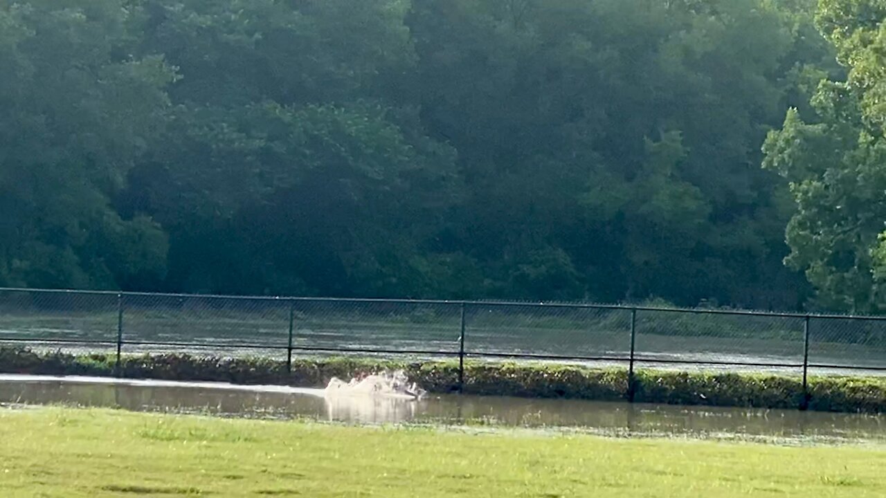 Dog Park FAIL!!! Flooded Dog Park means one Wet Muddy Dog!