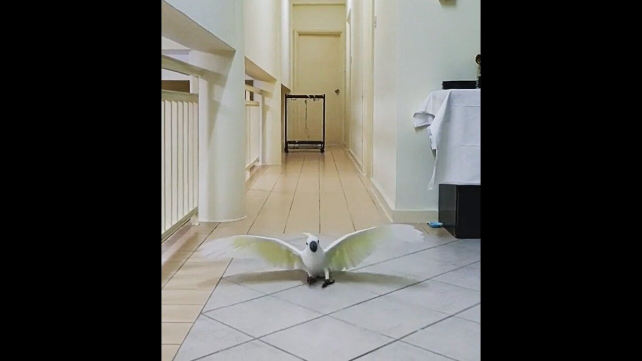 Bird Lands in awesome way