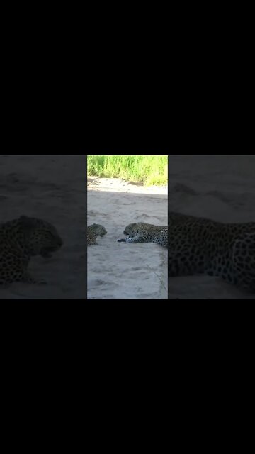 Leopard Slaps Her Mate! #shorts