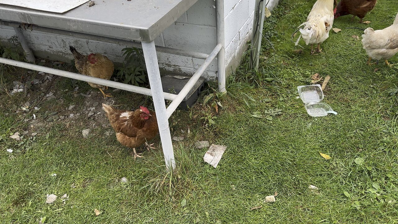 Chickens At The Barn