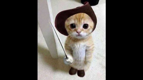 Baby Cats - Cute and Funny Cat Videos