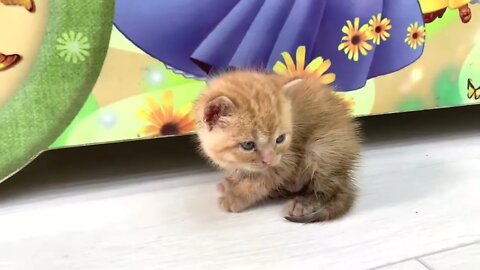 Ginger kitten's first meeting with the cat🐈 Will she feed him or not?