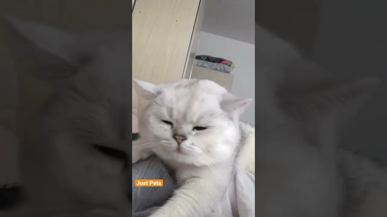 Cat got moves 🎶 #cat #cute #funnyanimals #funnyvideos #tiktok