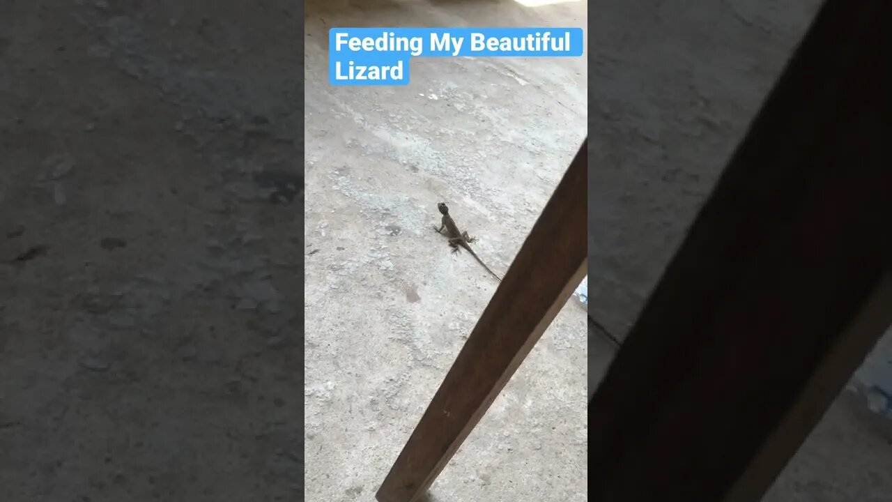Feeding My Beautiful Lizard #Shorts