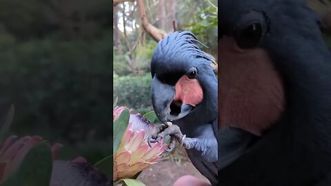 beautiful natural birds
