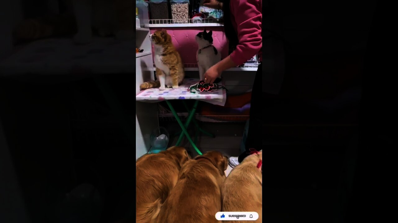 Lovely Cat And Dogs With Owner #Shorts