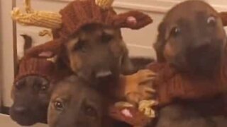 Como fazer "renas" com magia de Natal