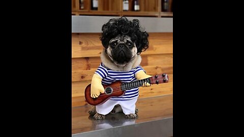 cute dogs and cats playing guitar and much more